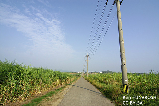 沖縄のさとうきび畑