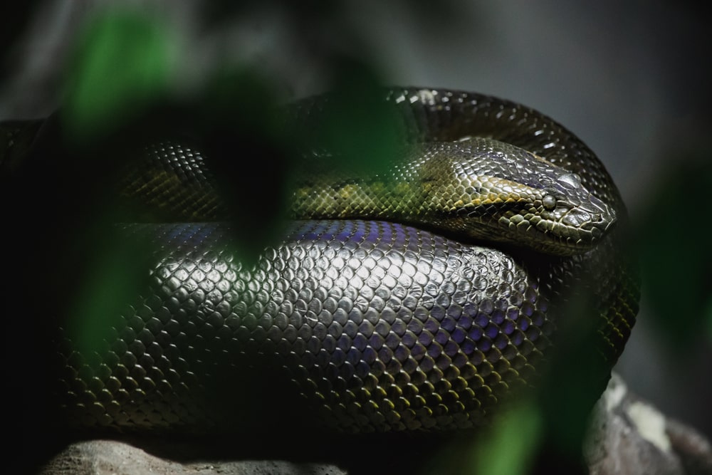 最大のヘビ「アナコンダ」の最長記録　ギネスに認定されない理由も解説