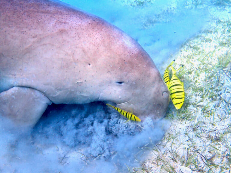 世界中の珍しい生き物15選｜かわいい動物からおすすめ図鑑まで紹介 - NewSphere