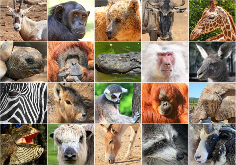 世界中の珍しい生き物15選｜かわいい動物からおすすめ図鑑まで紹介 - NewSphere