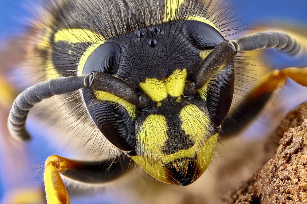 世界一危険な虫20選　ヒアリやイラガなど日本に生息する虫たちも紹介