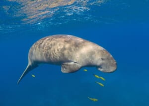 世界中の珍しい生き物15選｜かわいい動物からおすすめ図鑑まで紹介 - NewSphere