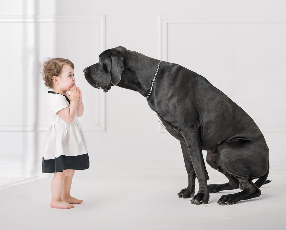 世界一大きい犬は？世界一大きい・小さい犬種をランキングにして紹介