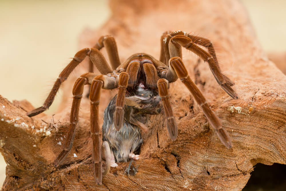 世界一でかい蜘蛛「ルブロンオオツチグモ」　大きさや値段について紹介